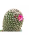 Табак Absolem Medium Cactus (Абсолем Кактус) 100 грамм - Фото 1