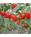 Табак Vag China Berries (Ваг Китайские ягоды) 50 грамм  - Фото 3
