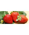 Табак Vag Strawberry (Ваг Клубника) 125 грамм - Фото 1